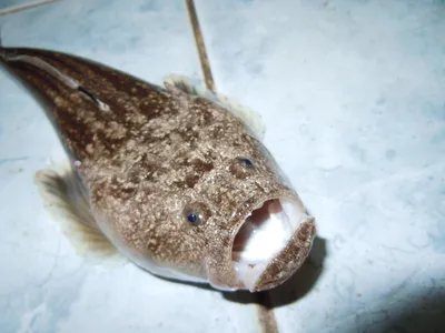 Токсичные опасные рыбы. Рыба Черного моря. Европейское черное Scorpena  Porcus Scorpaena Scorpionfish видеоматериал - Видео насчитывающей подводно,  подныривание: 180556332
