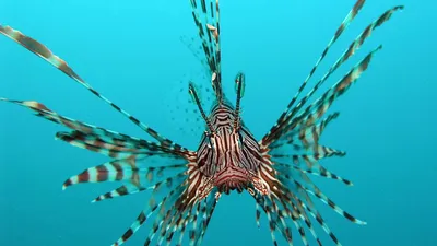 Токсичные опасные рыбы. Рыба Черного моря. Европейское черное Scorpena  Porcus Scorpaena Scorpionfish видеоматериал - Видео насчитывающей  красивейшее, вода: 180549566