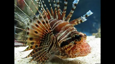 🐠Самые ядовитые рыбы Черного моря: ТОП 7 с названиями, описанием и фото