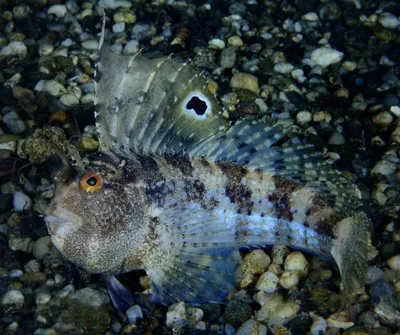 Токсичные опасные рыбы. Рыба Черного моря. Европейское черное Scorpena  Porcus Scorpaena Scorpionfish сток-видео - Видео насчитывающей скуба,  отравление: 180554983