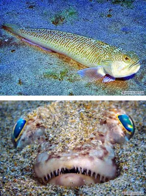 Океанские убийцы: знакомство с самыми ядовитыми рыбами в мире (Фото) -  Телеграф