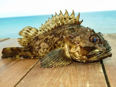 Томские ученые открыли новый вид ядовитой рыбы фугу - Российская газета