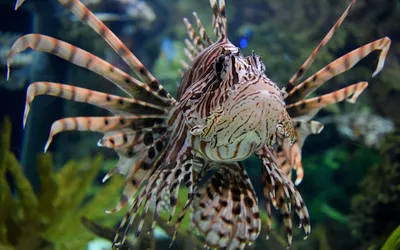 ядовитые рыбы коралловые рифы инвазивные виды Pterois Volitans тропические  воды Стоковое Изображение - изображение насчитывающей вид, марина: 227767341