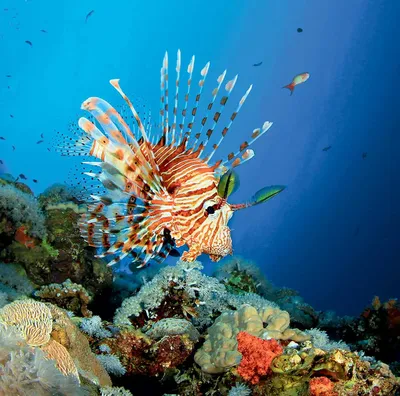 Ядовитые рыбы красного моря фото фото
