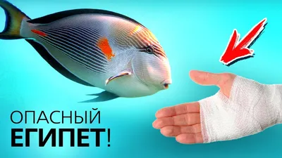 Опасные обитатели Красного моря | Рыбы Красного моря