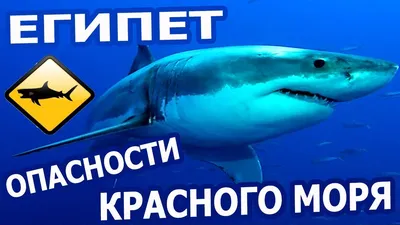 Рыбы Красного моря: безобидные и опасные, фото и описание