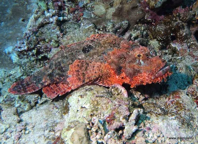 Фото страшных рыб. Красное море, Египет, Шарм-Эль-Шейх — DiveFoto