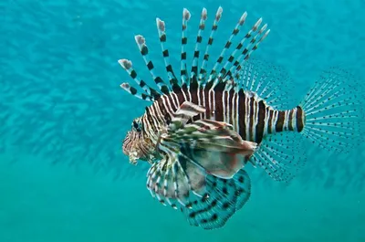 Красное море и его обитатели 🐠 Что нужно знать туристам | IRATRAVEL  Vodyanitskaya | Дзен