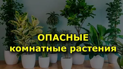 Ядовитые цветы, фото — Ядовитые растения в саду, огороде и на даче, советы  — какие цветы ядовиты | Houzz Россия