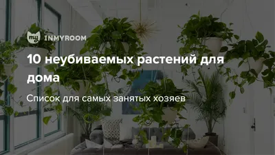 Какие растения не подходят для спальни – список самых опасных цветов -  Телеграф