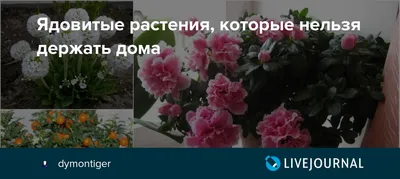 10 неубиваемых комнатных растений, которые украсят ваш дом — INMYROOM