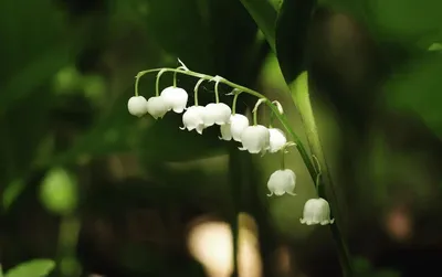 Ядовитые растения, которые нельзя держать дома