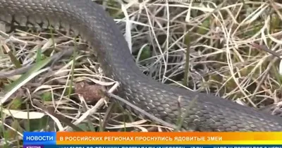 В российских регионах проснулись ядовитые змеи - Лента новостей ДНР