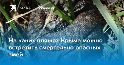 На каких пляжах Крыма можно встретить смертельно опасных змей - KP.RU