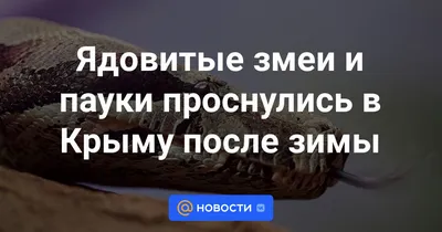 Ядовитые змеи и пауки проснулись в Крыму после зимы - Новости Mail.ru