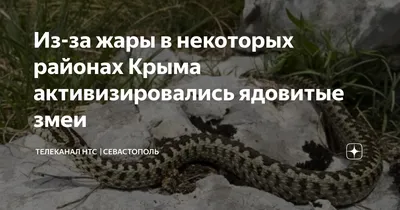 Из-за жары в некоторых районах Крыма активизировались ядовитые змеи |  Телеканал НТС │Севастополь | Дзен