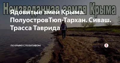 В Крыму увеличилась популяция каракуртов: что делать? - РИА Новости Крым,  23.07.2023