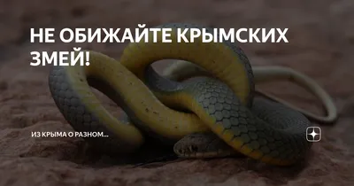 Кого и где «пригрели». Какие змеи водятся на Северном Кавказе |  ОБЩЕСТВО:Экология | ОБЩЕСТВО | АиФ Ставрополь