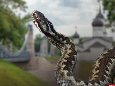 Змеи Краснодарского края — Описание, особенности обитания