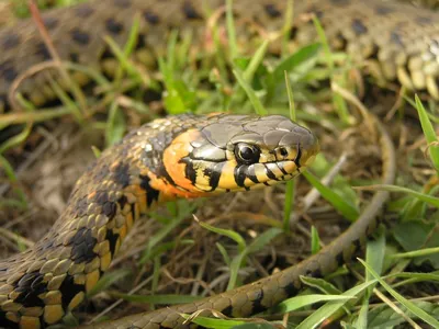 Ядовитые змеи крыма фото фото