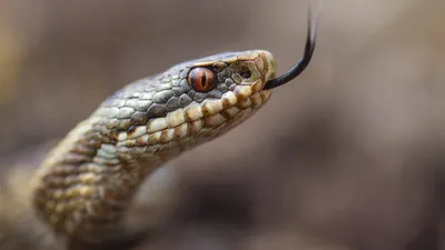 Ситуация со змеями в Крыму: каких стоит опасаться и что делать, если  встретил змею | TravelManiac | Дзен
