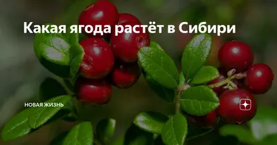 Купить чай черный Nadin Ягоды Сибири листовой 100 г, цены на Мегамаркет |  Артикул: 100040561198