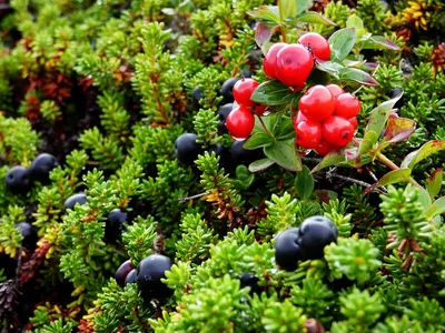Жителям Подмосковья рассказали, какие ягоды сейчас можно собирать в лесу -  В регионе - РИАМО в Реутове