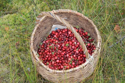 красные съедобные ягоды в лесу на кустарнике саксатили. полезная ягоды с  тонким вкусом граната Стоковое Фото - изображение насчитывающей камень,  природа: 228876116