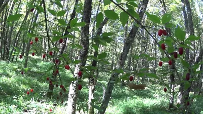 Ягоды в лесу (56 лучших фото)