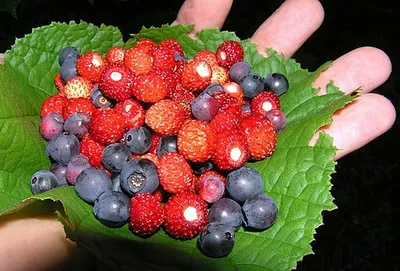 Темно синяя ягода в лесу - 74 фото