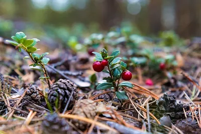 Лесные ягоды (63 фото) - 63 фото