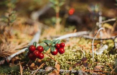 красные съедобные ягоды в лесу на кустарнике саксатили. полезная ягоды с  тонким вкусом граната Стоковое Фото - изображение насчитывающей конец, мед:  228783988