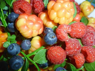 Сбор ягод в русском лесу - база отдыха Дубки в Выксе Нижегородской области