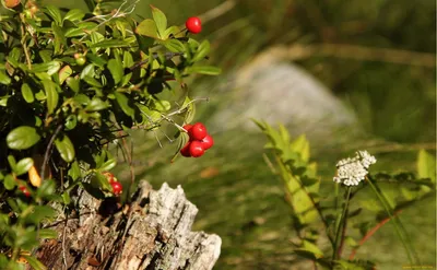 Минприроды Словакии призвало не объедать медведей, собирая в лесу ягоды |  ИА Красная Весна