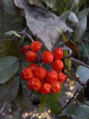Красные ягоды в лесу зимой - 57 фото