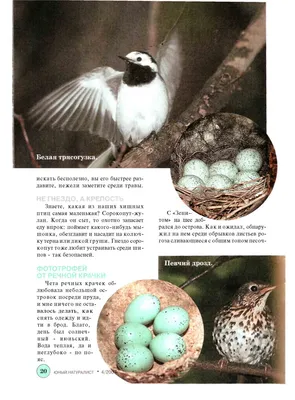 Голубые яйца диких птиц в конце Socket по представлению Стоковое  Изображение - изображение насчитывающей гнездй, мичиган: 191856623