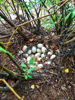 Чьи яйца? На кладбище в Салехарде сделали необычную находку | Ямал-Медиа