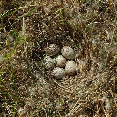 Яйца птиц (54 лучших фото)
