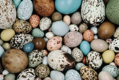 Ученые объяснили, почему некоторые птицы несут голубые яйца