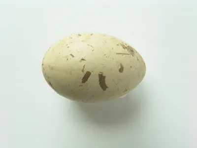 Коллекция птичьих яиц