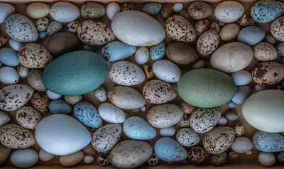 Яйца разных птиц (40 фото) - красивые фото и картинки pofoto.club