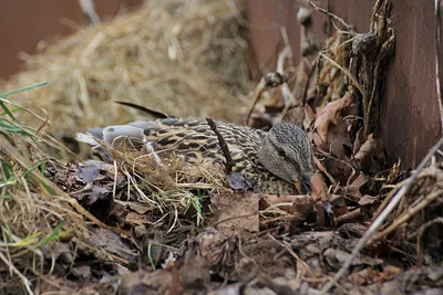 Пасхальные яйца на гнезде диких птиц из соломы и веток вид сверху на гнездо  | Премиум векторы