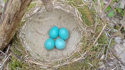 Птенцы и яйца диких птиц в лесу - YouTube