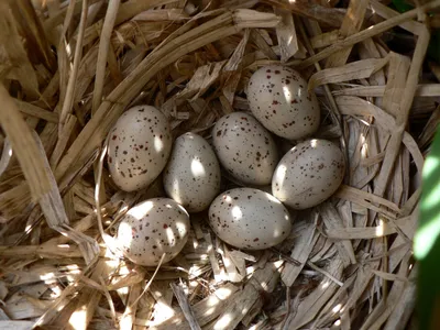 Не забирайте яйца из гнезд диких птиц