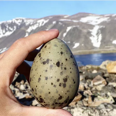Собираем яйца диких птиц | Северный суслик. Чукотка | Дзен