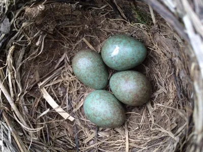 Яйца наших птиц)! | Instagram
