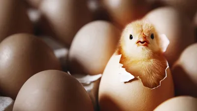 Какие яйца, кроме куриных, употребляют в пищу. | Пикабу
