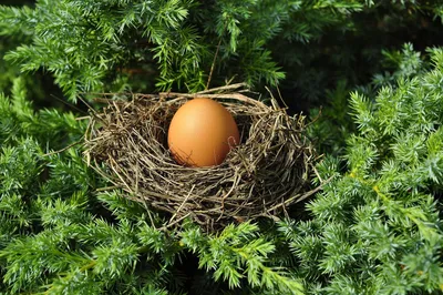 Птичьи яйца – живые капсулы жизни - КазахЗерно