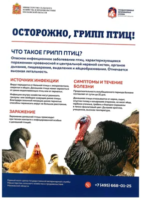 Скорлупа птичьих яиц служит солнцезащитным фильтром - ученые – Москва 24,  30.07.2014