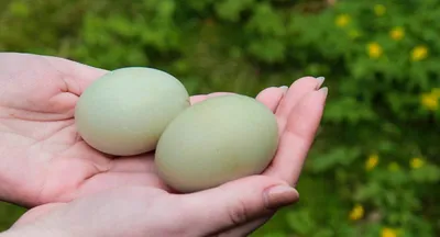 Экоурок «Что выйдет из яйца» (о яйцах разных птиц). Афиша - cахалинский  зооботанический парк.